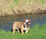 Zorro,engelse bulldog reu,3jr,heeft last van bronchitis en krijgt oa mucosa comp,engystol en traumeel.